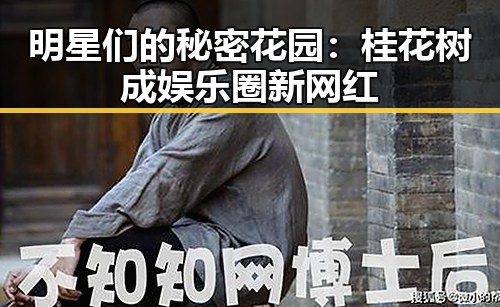明星们的秘密花园：桂花树成娱乐圈新网红